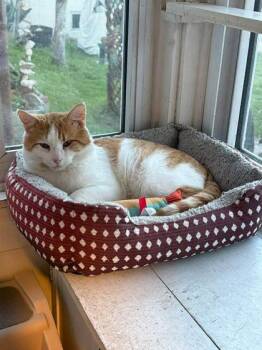 Domestic Short Hair Cats Available for Adoption in Berwick, Pennsylvania - Winston | PetCurious
