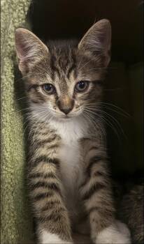 Carmela -  Domestic Short Hair and Tabby Cat for Adoption in Rochester Hills, Michigan - Carmela | PetCurious