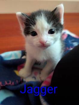 Domestic Short Hair Cats Available for Adoption in New Bern, North Carolina - JAGGER Kitten | PetCurious