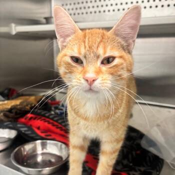 Coppertone -  Domestic Short Hair Cat for Adoption in Clavet, Saskatchewan - Coppertone | PetCurious