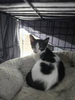 Lorenza -  Domestic Short Hair Cat for Adoption in River Ridge, Louisiana - Lorenza | PetCurious