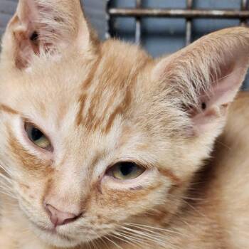 K46163 -  Domestic Short Hair Cat for Adoption in Corsicana, Texas - K46163 | PetCurious