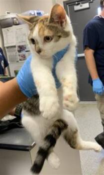 PHOEBE -  Domestic Short Hair Cat for Adoption in Visalia, California - PHOEBE | PetCurious