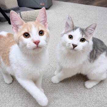 Lyra and Sorli -  American Shorthair Cat for Adoption in Philadelphia, Pennsylvania - Lyra And Sorli | PetCurious