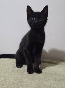 Meringue - Pre Adoption ONLY -  Domestic Short Hair Cat for Adoption in Chilliwack, British Columbia - Meringue - Pre Adoption ONLY | PetCurious
