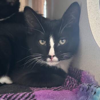 Pumpernickel -  Domestic Short Hair Cat for Adoption in Reno, Nevada - Pumpernickel | PetCurious