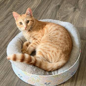 Chito -  Domestic Short Hair Cat for Adoption in Gladstone, Oregon - Chito | PetCurious