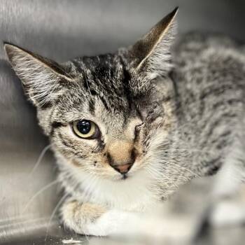 Domestic Short Hair Cats Available for Adoption in Lakeland, Florida - Uno | PetCurious