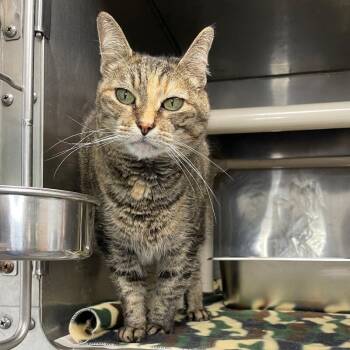 Sansa -  Domestic Short Hair Cat for Adoption in Roanoke, Virginia - Sansa | PetCurious