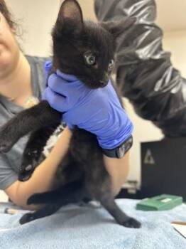 Sandalwood -  Domestic Short Hair Cat for Adoption in Sacramento, California - Sandalwood | PetCurious