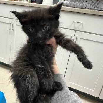 Charmander -  Domestic Short Hair Cat for Adoption in Indianapolis, Indiana - Charmander | PetCurious