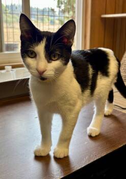 Rescue Domestic Short Hair Cats for Adoption in Eugene, Oregon - Fred The Cowboy | PetCurious