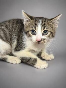 Nacho -  Domestic Short Hair Cat for Adoption in Bowling Green, Kentucky - Nacho | PetCurious
