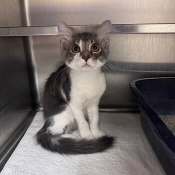 Lord Dorian 29749 -  Domestic Short Hair Cat for Adoption in Middleburg, Florida - Lord Dorian 29749 | PetCurious