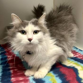 Domestic Long Hair Cats Available for Adoption - Velma | PetCurious