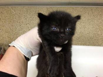 Domestic Short Hair Cats Available for Adoption in Riverside, California - A1857537 | PetCurious