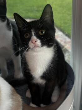 Daisy -  Tuxedo and Domestic Medium Hair Cat for Adoption in Seal Beach, California - Daisy | PetCurious