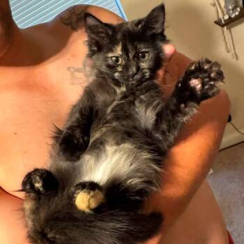 Rey -  Domestic Medium Hair Cat for Adoption in Parkersburg, West Virginia - Rey | PetCurious