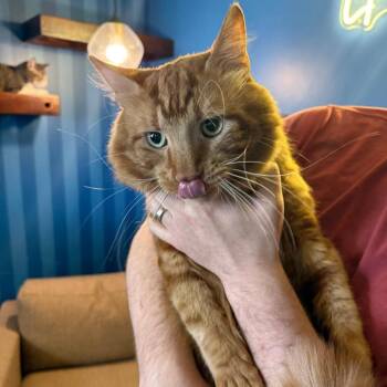 Domestic Medium Hair Cats Available for Adoption - Dexter | PetCurious