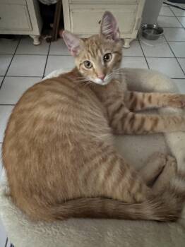 Domestic Short Hair Cats Available for Adoption in Hopkinton, Massachusetts - McGee | PetCurious