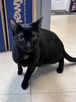 Wraith -  Domestic Short Hair Cat for Adoption in Dyersburg, Tennessee - Wraith | PetCurious