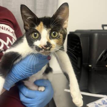 Sissy -  Domestic Short Hair Cat for Adoption in Hattiesburg, Mississippi - Sissy | PetCurious