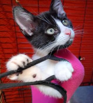 Jezze -  Domestic Short Hair Cat for Adoption in Santa Cruz, California - Jezze | PetCurious