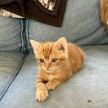 Butterbean -  Domestic Short Hair Cat for Adoption in Hickory, North Carolina - Butterbean | PetCurious