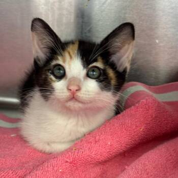 Solstice -  Domestic Short Hair Cat Available for Adoption in Los Angeles, California - Solstice | PetCurious