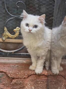 Rescue Persian and Turkish Angora Cats for Adoption in Brampton, Ontario - Jasmine C | PetCurious