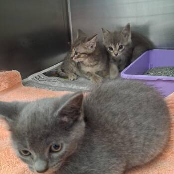 Sonnet -  Domestic Short Hair Cat for Adoption in Auburn, Alabama - Sonnet | PetCurious