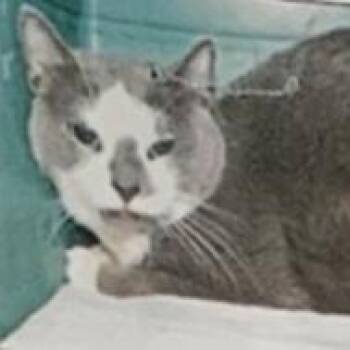 Domestic Short Hair Cats Available for Adoption - Drake | PetCurious