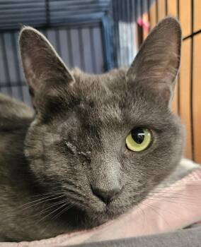 Domestic Short Hair and Russian Blue Cats Available for Adoption - Rainey | PetCurious