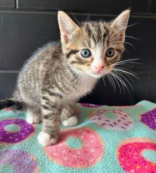 Domestic Short Hair Cats Available for Adoption in Effingham, Illinois - Driftwood | PetCurious
