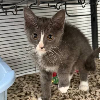 Oogie Boogie -  Domestic Short Hair Cat for Adoption in Hampton Bays, New York - Oogie Boogie | PetCurious