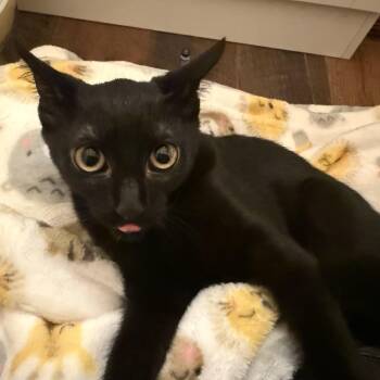 Rescue Domestic Short Hair Cats for Adoption in Richmond, Virginia - Gonza Bon Bon | PetCurious