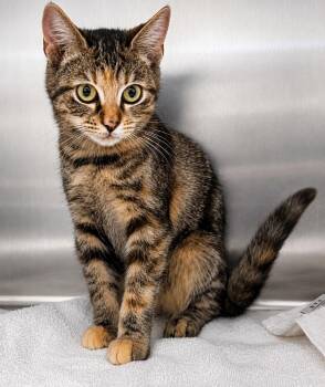 Seashell -  Domestic Short Hair Cat for Adoption in Labelle, Florida - Seashell | PetCurious