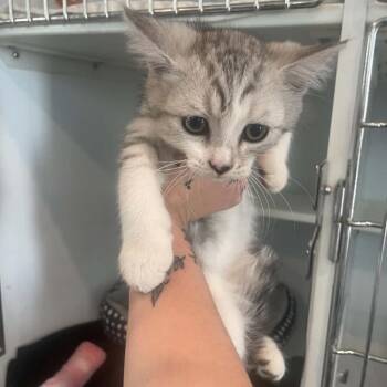 Persian Cats Available for Adoption in Chanute, Kansas - Georgie | PetCurious