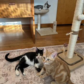 Ringo Starr -  Domestic Short Hair Cat for Adoption in St. Louis, Missouri - Ringo Starr | PetCurious