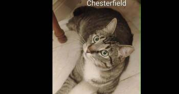 Chesterfield -  Domestic Short Hair Cat for Adoption in Groveland, Massachusetts - Chesterfield | PetCurious