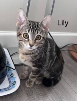 Lily -  Tabby Cat for Adoption in Burnaby, British Columbia - Lily | PetCurious