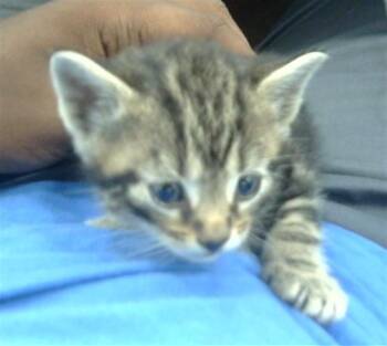 Rescue Domestic Short Hair Cats for Adoption in Dallas, Texas - ORLANDO | PetCurious