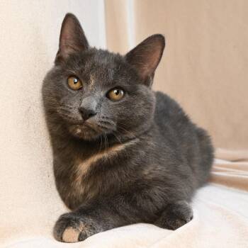 Domestic Short Hair Cats Available for Adoption - Violet | PetCurious