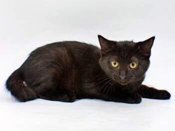 Aspen -  Domestic Short Hair Cat for Adoption in Morton Grove, Illinois - Aspen | PetCurious