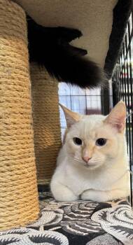 Domestic Short Hair Cats Available for Adoption - Widget | PetCurious