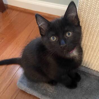 Winston -  Domestic Short Hair Cat for Adoption in Fairfax Station, Virginia - Winston | PetCurious