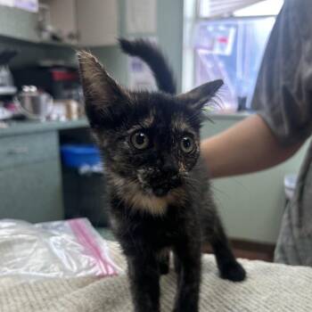 Tostada -  Domestic Short Hair Cat for Adoption in West Point, Mississippi - Tostada | PetCurious