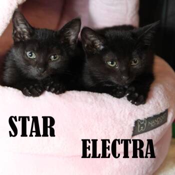 Star -  Domestic Short Hair Cat for Adoption in Mooresville, North Carolina - Star | PetCurious