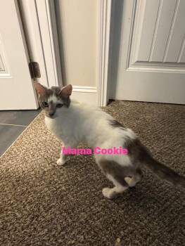 Mama Cookie -  Domestic Short Hair Cat for Adoption in Clarksville, Tennessee - Mama Cookie | PetCurious