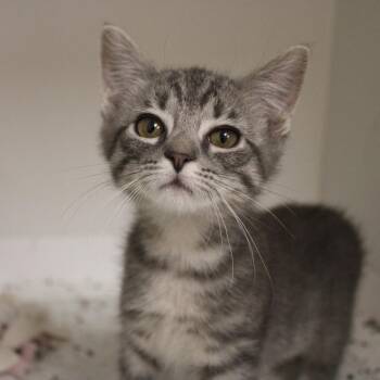 Pink Sand -  Domestic Short Hair Cat Available for Adoption in Champaign, Illinois - Pink Sand | PetCurious